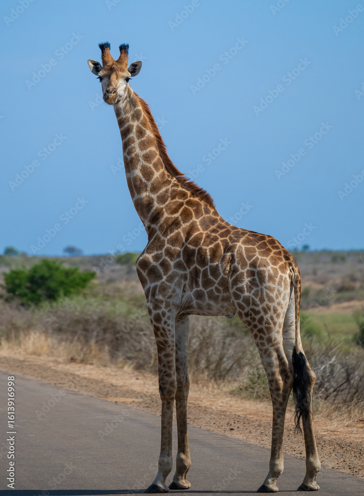 Obraz premium Giraffe im Busch vom Krüger National Park - Kruger Nationalpark Südafrika