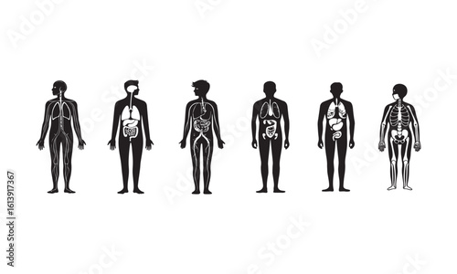 Human body anatomy silhouettes with internal organs, systems like digestive, nervous, respiratory, circulatory and skeletal – vector medical icons for education and healthcare visuals

