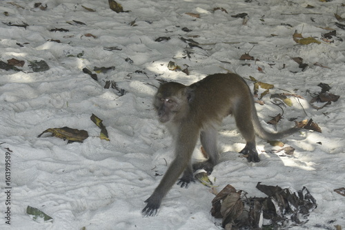 Photography Long-tailed macaque monkey foraging on a white sandy beach of Monkey island, Thailand