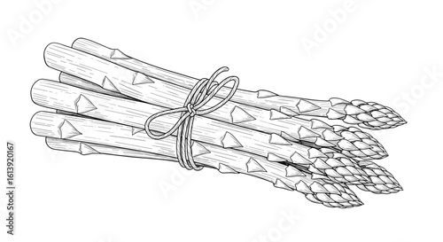 A detailed illustration of fresh green asparagus spears bunched together on a white background