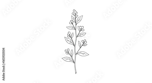 Detailed illustration of a delicate botanical specimen with tiny blossoms and leaves on a simple stem