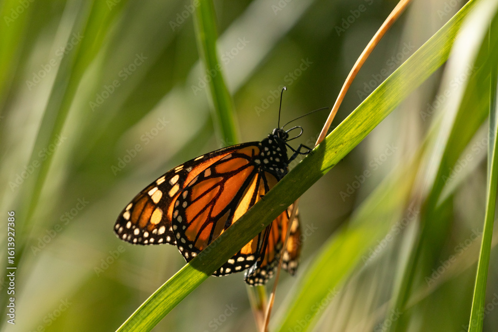 Fototapeta premium butterfly on the grass