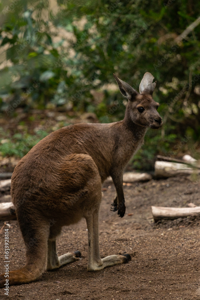 Fototapeta premium kangaroo in the zoo