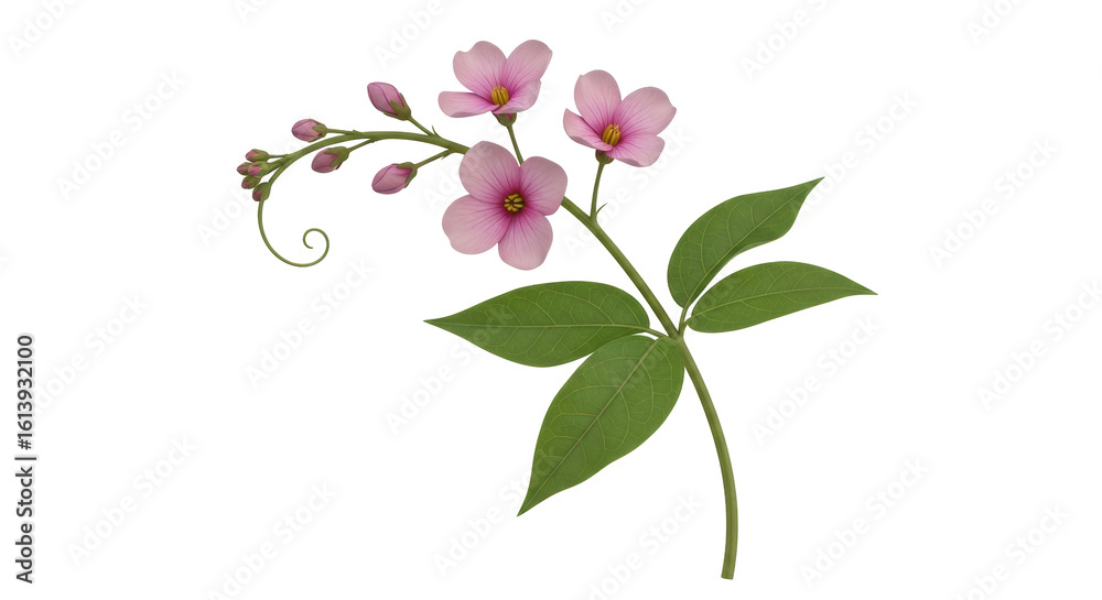 Obraz premium Isolated Pink Flowers with Green Leaves