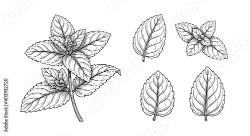Detailed botanical illustration of a fresh basil plant with several detached leaves in a simple sketch style