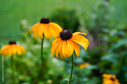 Black eyed susan flowers blooming outdoors.
