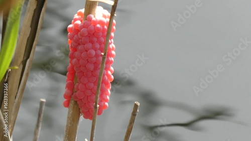 ジャンボタニシ（スクミリンゴガイ）の鮮やかなピンク色の卵塊
