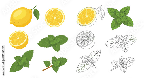 Refreshing citrus and herb flavors for summer beverages and culinary creations
