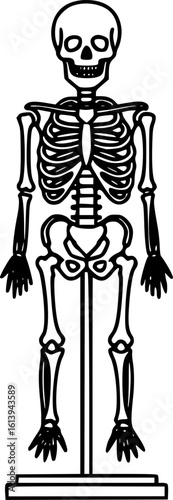 Skeleton model on stand outline icon vector

