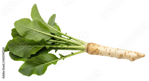 Tableau sur toile Isolated Horseradish Root