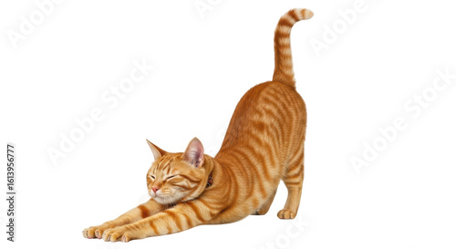 Isolated Stretching Cat