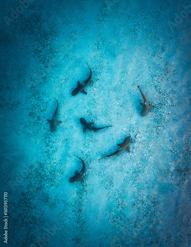 Aerial view of sharks swimming in crystal-clear turquoise waters, a mesmerizing dance of marine life unfolds beneath the surface, Komodo Island, East Nusa Tenggara, Indonesia.