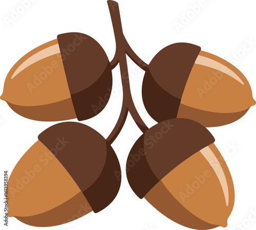 acorn
