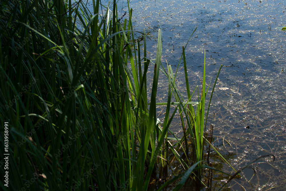 Obraz premium A lakeside with green cattails near the water's edge 
