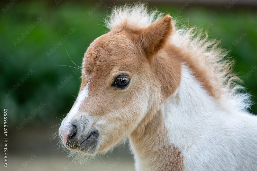 Fototapeta premium Shetlandpony Fohlen Portrait