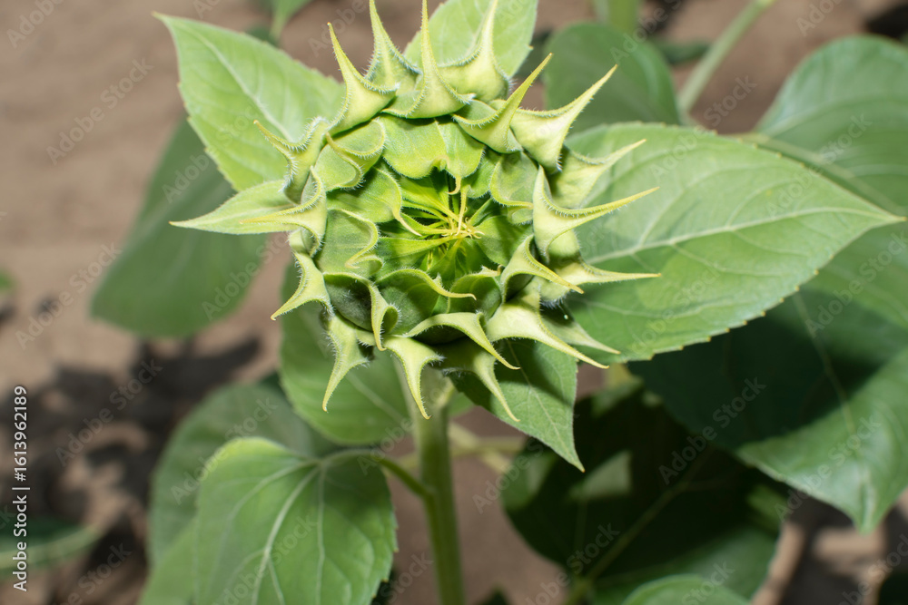 Fototapeta premium Close up of a young green sunflower 