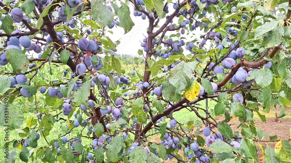 Video of plums on the tree during the summer. In Romania. 4K