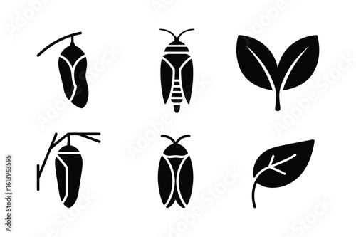 Insect life cycle stages with leaves pupa chrysalis