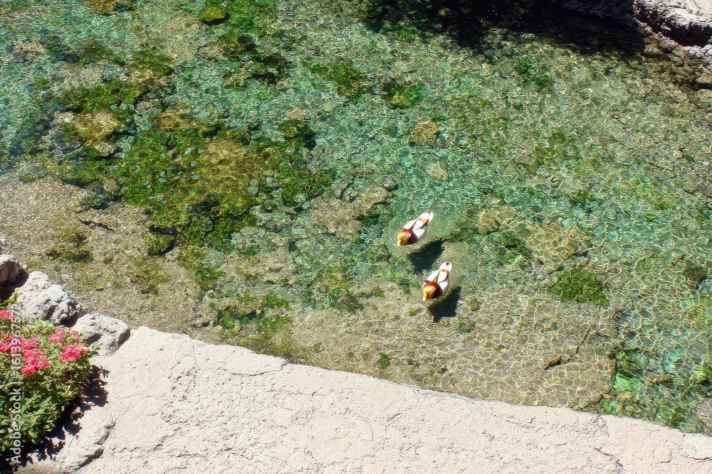 Two ducks swim in a clear, shallow stream Two ducks swim in a clear, shallow stream