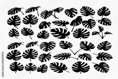 Collection of black silhouette monstera deliciosa leaves, various sizes and orientations.