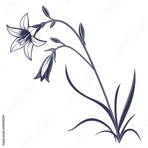 black and white ipheion uniflorum charlotte bishop