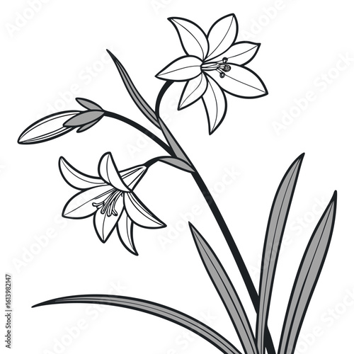 ipheion uniflorum charlotte bishop on white background 