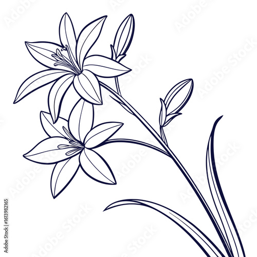 ipheion uniflorum charlotte bishop with leaves