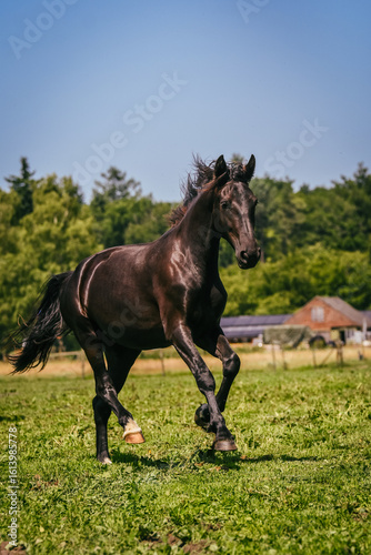 Healthy cantering black two-year-old warmblood mare in freedom in a meadow