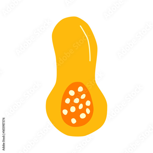 Cute hand drawn flat halved butternut pumpkin pulp isolated on white background. Healthy vegetarian food. Summer and autumn harvest.