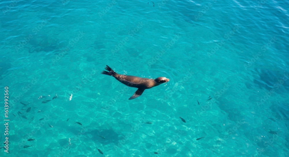Obraz premium A sea lion gracefully swims in vibrant turquoise water, surrounded by a school of small fish