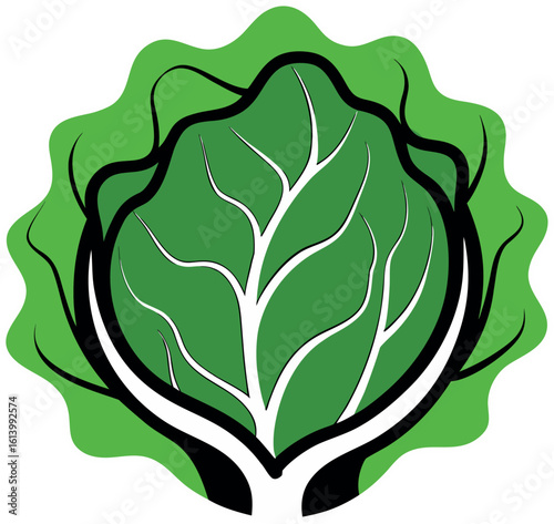 Fresh green lettuce head isolated on white background