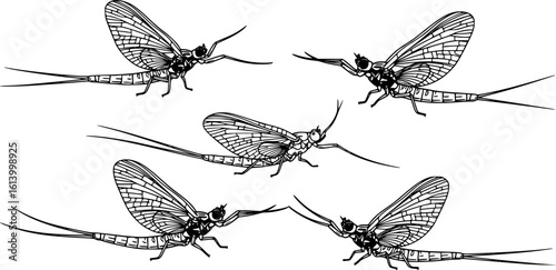 Mayfly Insects black and white vector