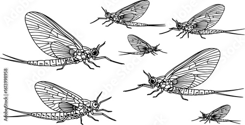 Mayfly Insects black and white vector