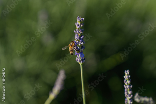 A bee on a lavender flower in a field