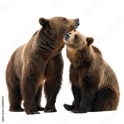 Wallpaper Mural a couple of grizzly bear in love png two bears embracing png wildlife romance scene png brown bear pair illustration png transparent background image Torontodigital.ca