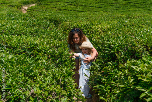 Canvas Print Child a Caucasian little girl with her mother walks between the rows of tea on a tea plantation