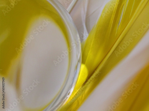 White and yellow goose feather assortment with glass lens ball still life.