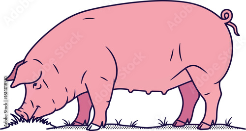 Illustration of a pink pig eating grass isolated on white background art