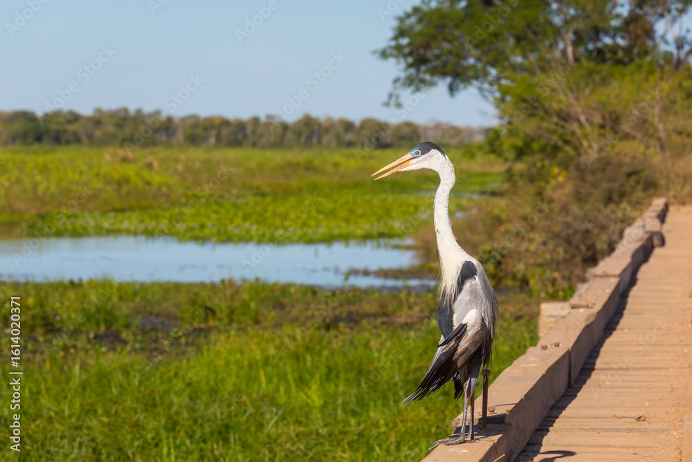 Fototapeta premium Heron