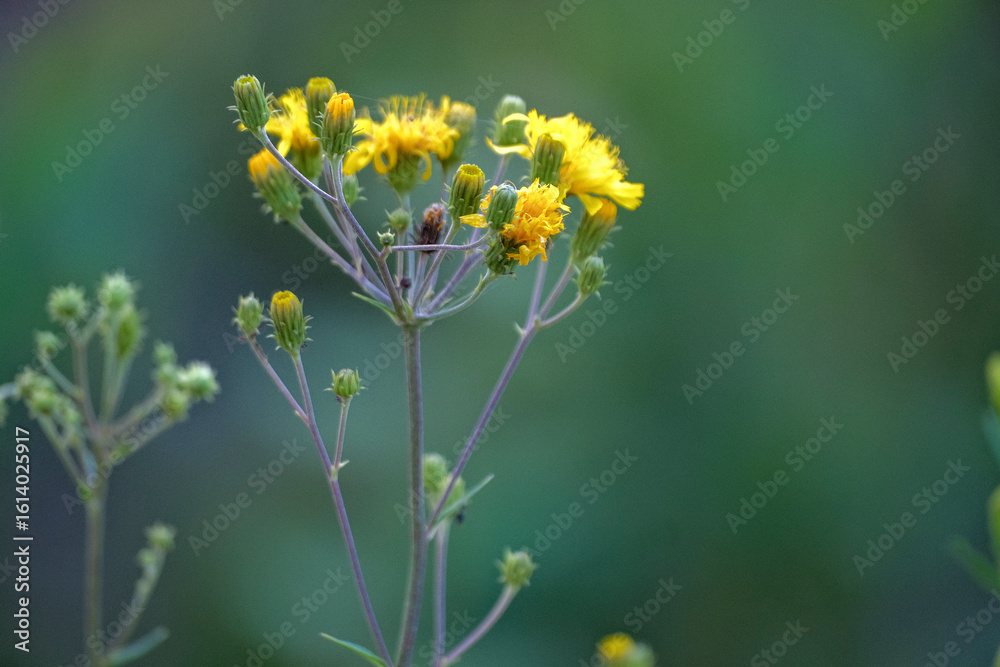 Fototapeta premium meadow flower in the morning light. Hieracium silvaticum
