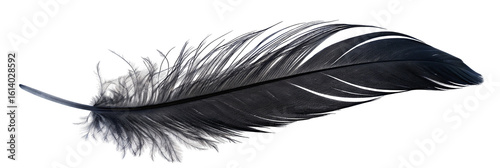 Wallpaper Mural Elegant black feather on white background showing delicate and intricate natural textures Torontodigital.ca