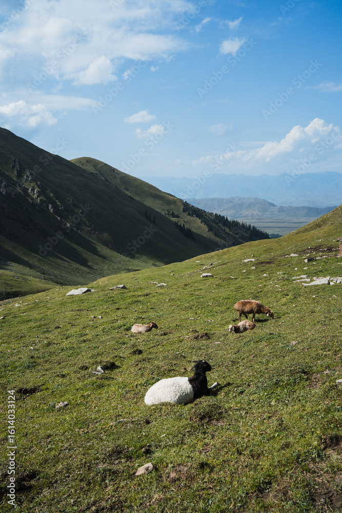 Obraz premium sheep in the mountains