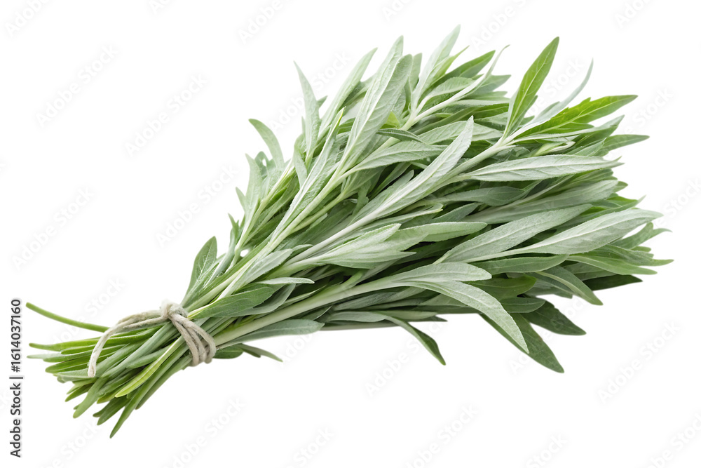 Fototapeta premium Freshly harvested natural sage herb bundle, tied with twine, ready for culinary or medicinal use, bringing organic freshness