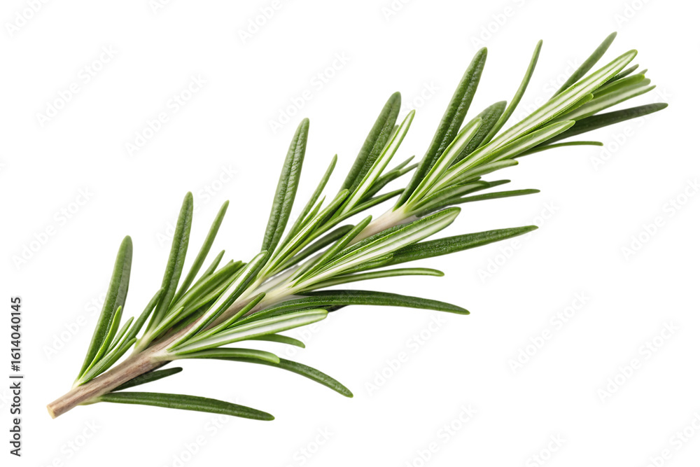 Fototapeta premium Fresh aromatic rosemary herb sprig for culinary use and natural wellness, vibrant green detail