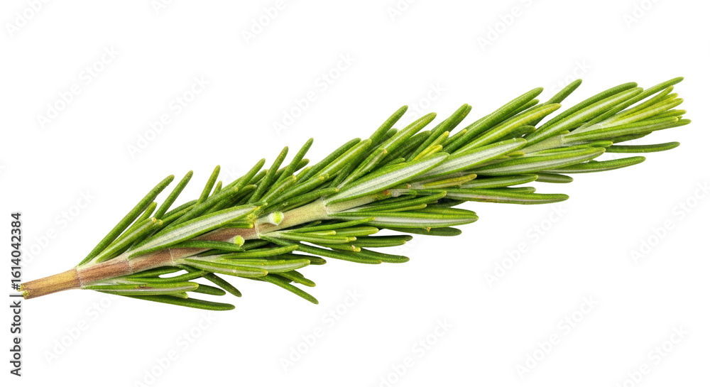 Fototapeta premium Isolated Rosemary Sprig