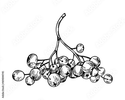 Rowan berries vector isolated illustration. Hand drawn monochrome fall chokeberry or mountain ash berry cluster without leaves graphic sketch. Autumn harvest for seasonal designs, herbal medicine