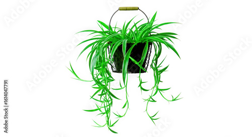 Lush green spider plant with long cascading leaves hanging in a pot isolated on transparent background