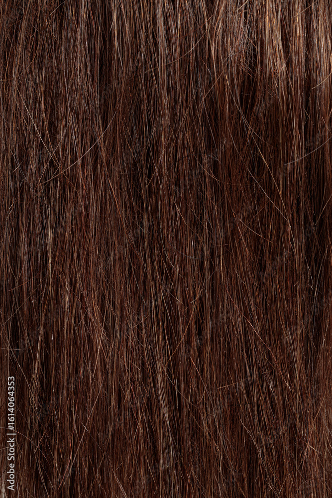 Naklejka premium brunette hair, brown long dull tangled hair with split ends, macro hair texture