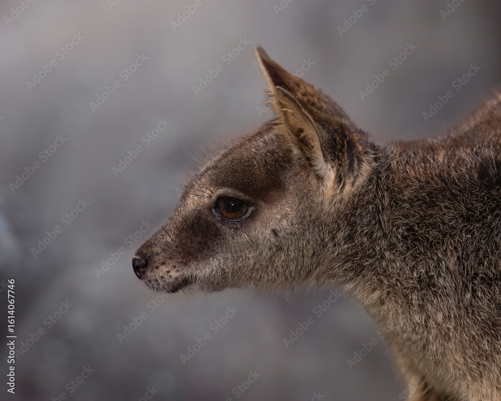 Fototapeta premium Mareeba Rock Wallaby Profile