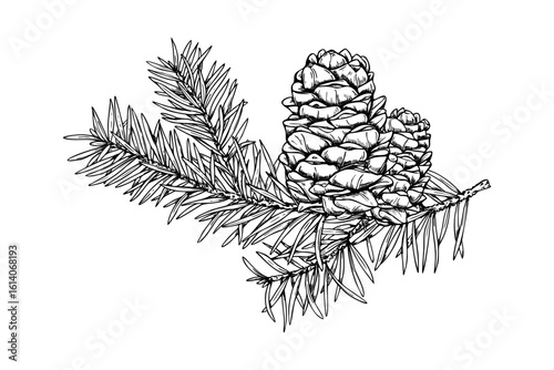 Cedar branch with upward growing cones monochrome vector painted by black inks. Decorative spruce evergreen twig graphic sketch for Christmas decoration, winter themed packaging, Scandinavian design